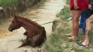 Crane Pulls Stuck Horse Free