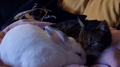 Cat Grooms Bunny Afire Love Bunny Brother Passed Away ViralBOOM