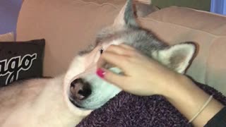 Shockingly quiet moment for tantrum-throwing husky