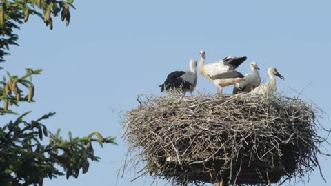 🌿🐦 Nurturing Love: A Mother Stork with Juvenile Storks in a Nest 🐣🏡