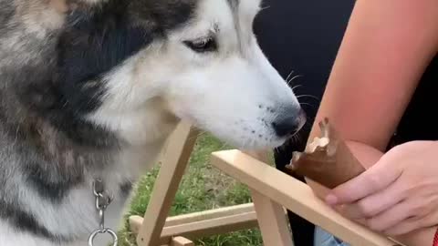 Husky can't stop eating icecream