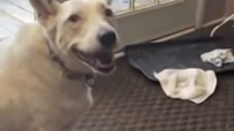 Deaf Dog Tries to Bark