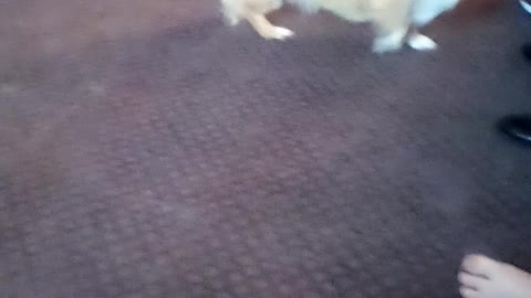 Corgi gets company