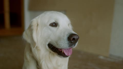 Labrador Retriever Dog breed