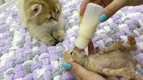 Little kittens enjoy a bottle of milk