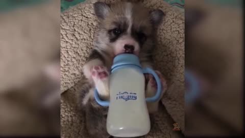 puppy drinking milk
