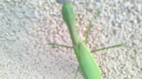 Praying Mantis gets up close and personal with the camera.