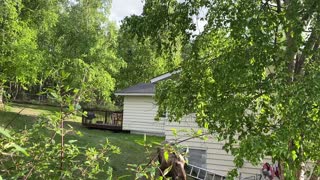 Moose Calf Too Short to Follow Mom