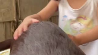 Dog and Toddler ad Best of Friends