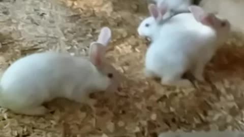 Baby Rabbits - Cuteness Overload