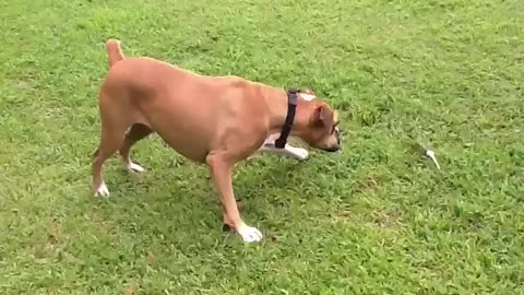 Boxer and a Feather