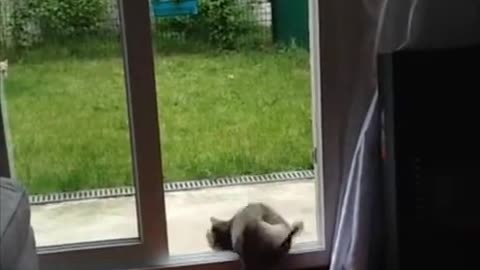 Cat Runs Into Sliding Glass Door