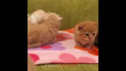 So cute kittens videos compilation 2021