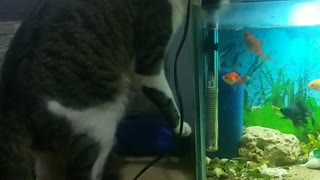 Cat drinking water in aquarium😁