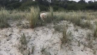 Naughty Puppy doesn't listen to owner with poisonous fish in mouth