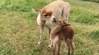 Alpaca love is just too sweet to miss