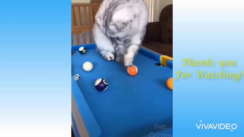 Watch my cat play pool HILARIOUS 🤣🤣