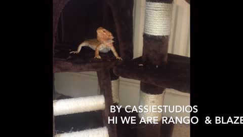 Bearded Dragon's playing on Cats tower, Best Idea Ever