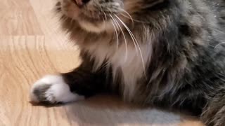 Cat goes crazy and gets high on cat nip