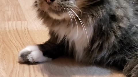 Cat goes crazy and gets high on cat nip