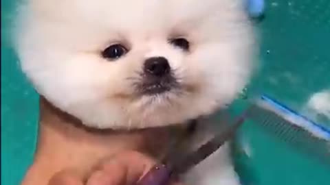 Unbelievable mini Pomeranian, l funny and cute Pomeranian video