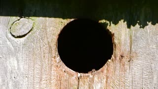 Baby Bluebirds taking a peek outside.