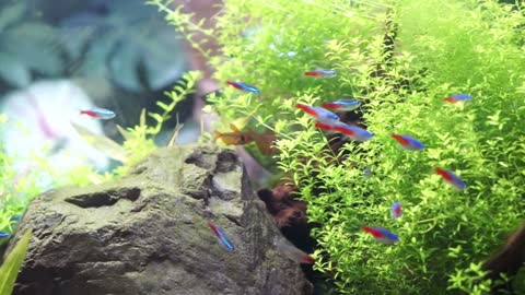 Aquarium with tropical colourful fish