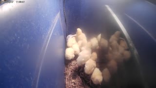 Chicks just home from farm store