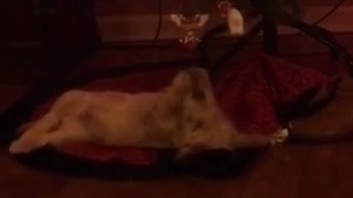 Dog lying on back pawing at christmas tree ornament