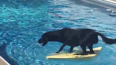 Talented dog balances on surfboard with ease