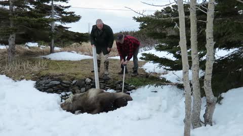 Moose Rescue