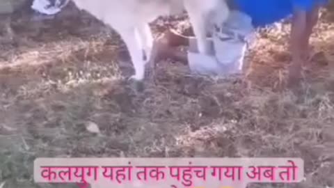 Animal funny comedy videos in Indian