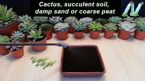 How to Grow Echeveria & Succulent from leaf