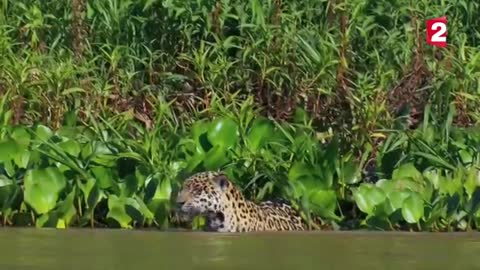 Un jaguar attaque un caïman
