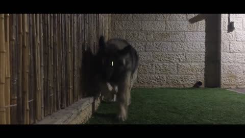 Caucasian Shepherd Monster (Bruno The Bear)