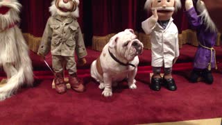 Talented Bulldog Pretends To Pose As A Puppet In A Lineup