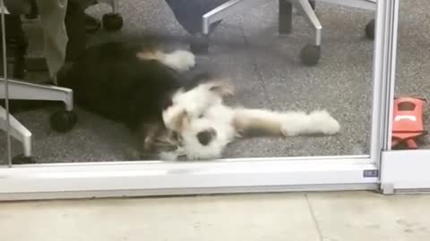 Hilarious Dog Is Persistently Pawing At An Office Window