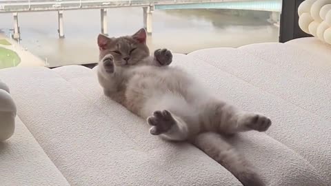 Good Morning !! || Funny animal videos 😂 || Cute animal videos ❤️ || Hilarious pet videos
