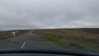 Driving Dartmoor ponies