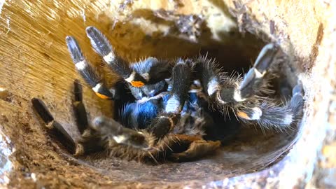 Mexican Flame Knee Spider Molting