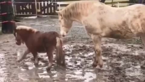 Funny Animal Videos that Make Me Burstnto Tears Laughing (CUTE) #shorts