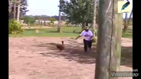 Chicken chasing kids and elders so halarious