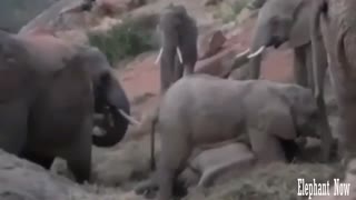 Elephant Lying To Elephant is A Comedy.