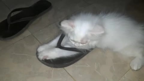 Kitten Put Her Feets into Sleeper