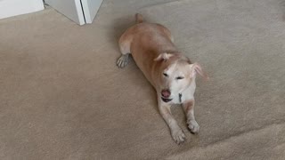 Brown dog howling while laying on carpet