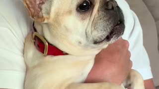 Excited French Bulldog Makes Hilarious Screaming Sounds