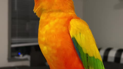 My bird's reaction to trying baked pumpkin seeds for the first time: