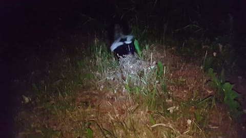 Skunk Acts Tough