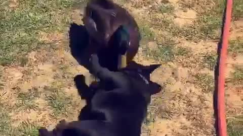 French Bulldog and Duck are Unlikely Best Friends