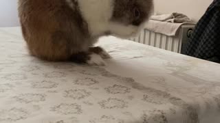 Bunny washing himself.